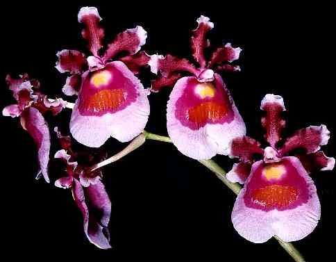 Miltonioides warscewiczii